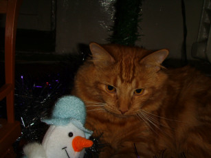 Картинка животные коты