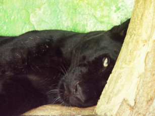 Картинка животные пантеры