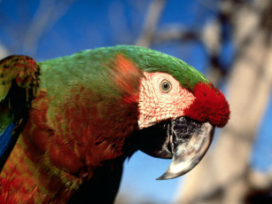 Картинка животные попугаи