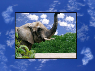 Картинка животные слоны