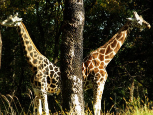 Картинка животные жирафы