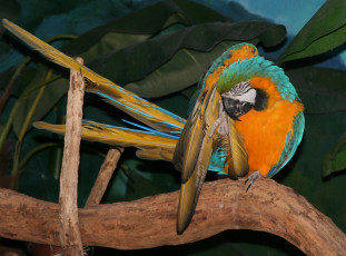 Картинка животные попугаи