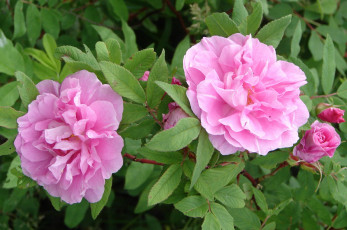 Картинка цветы пионы