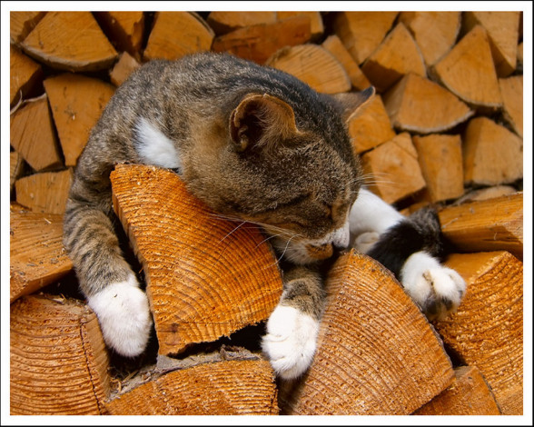 Обои картинки фото животные, коты