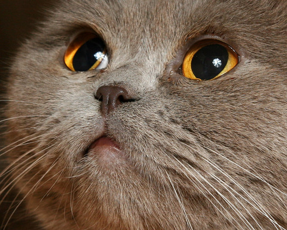 Обои картинки фото животные, коты