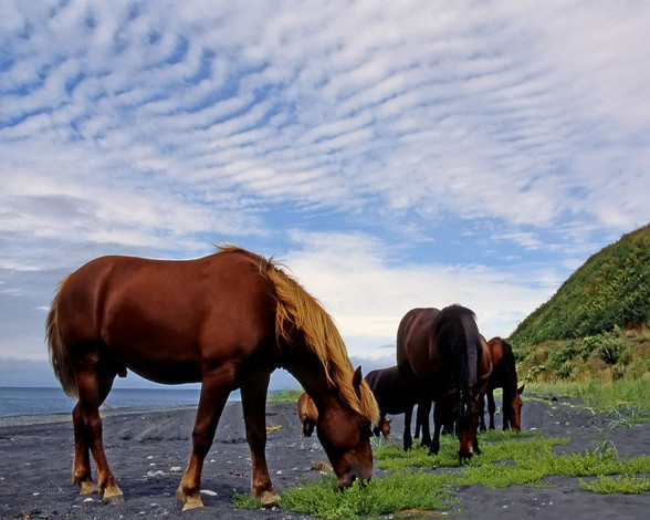 Обои картинки фото животные, лошади
