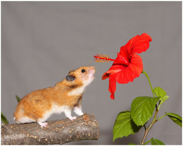 Обои картинки фото животные, морские, свинки, хомяки