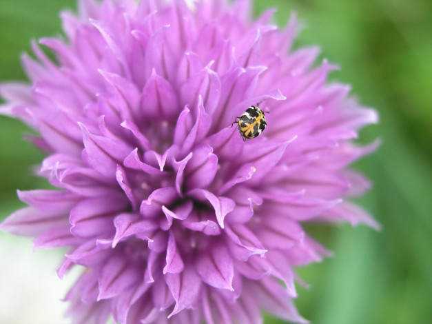 Обои картинки фото цветы