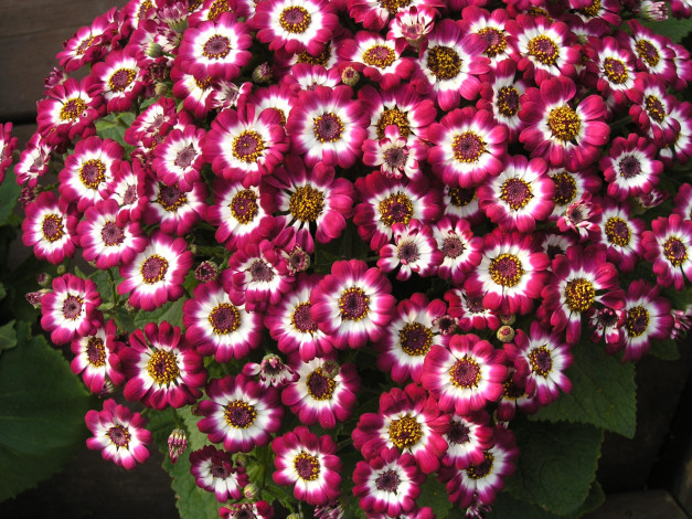 Обои картинки фото цветы, цинерария