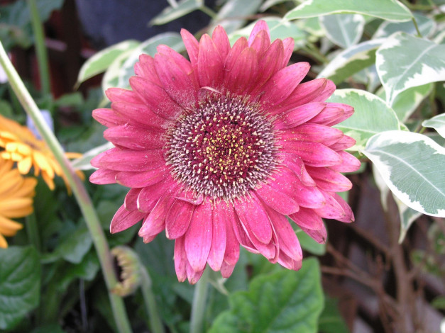 Обои картинки фото цветы, герберы