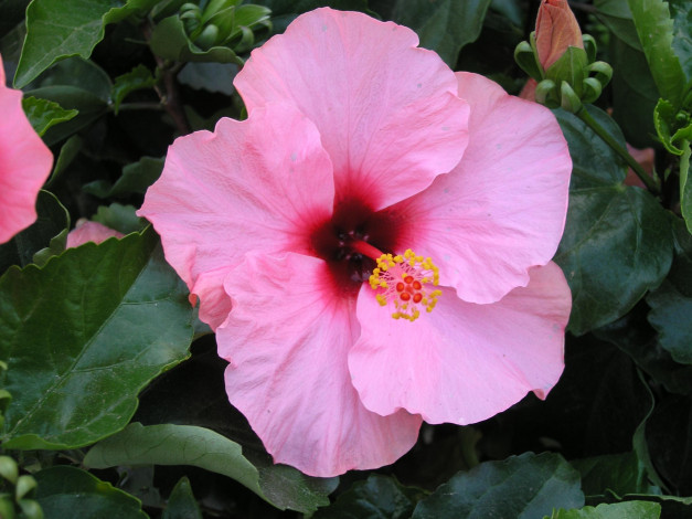 Обои картинки фото цветы, гибискусы