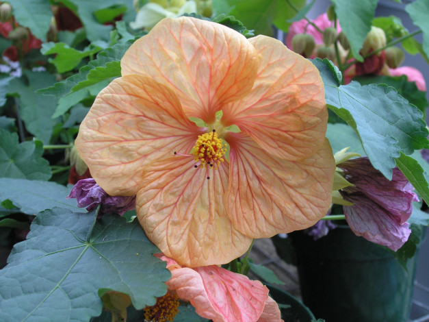 Обои картинки фото цветы, гибискусы