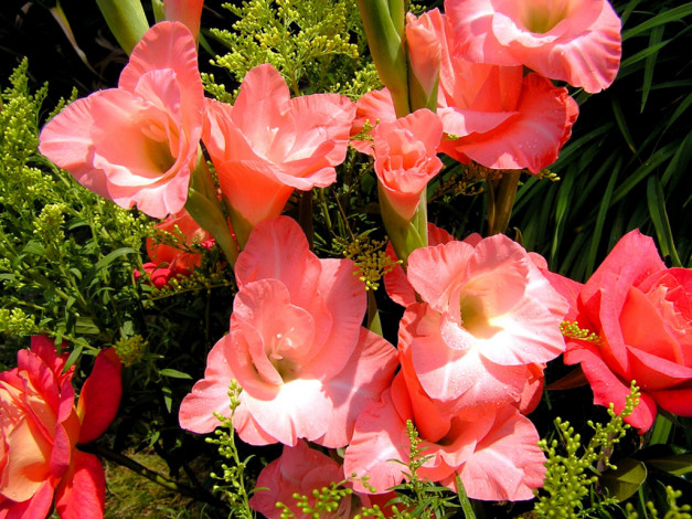 Обои картинки фото цветы, гладиолусы