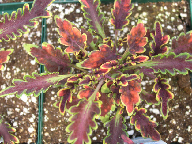 Обои картинки фото цветы, колеусы, каладиумы