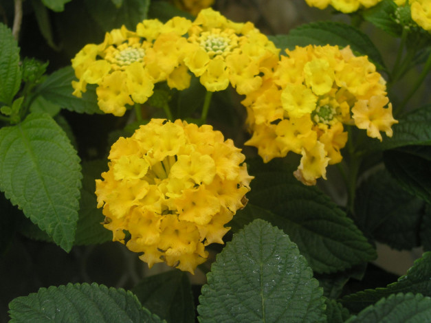 Обои картинки фото цветы, лантана, вербена