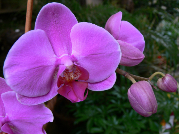 Обои картинки фото цветы, орхидеи