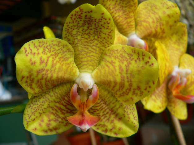 Обои картинки фото цветы, орхидеи