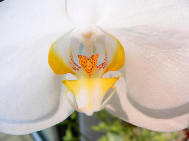 Обои картинки фото цветы, орхидеи