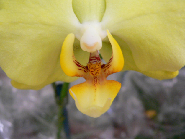 Обои картинки фото цветы, орхидеи