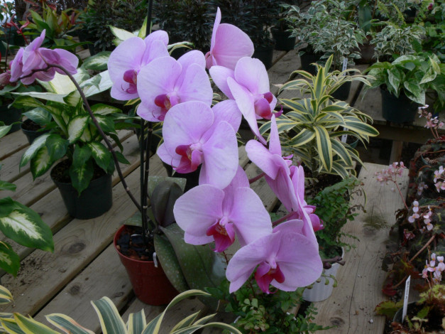 Обои картинки фото цветы, орхидеи