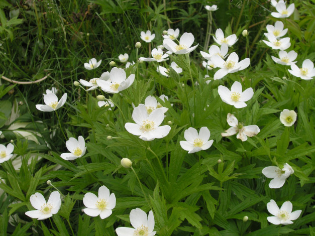 Обои картинки фото цветы, ветреницы, печёночницы