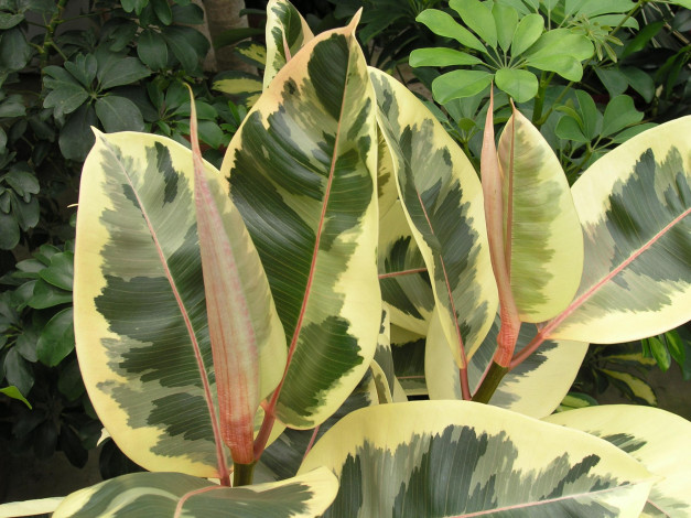 Обои картинки фото природа