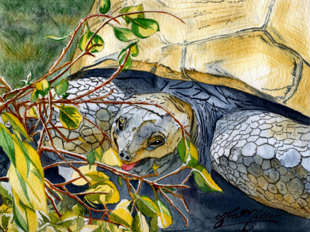 Обои картинки фото рисованные, животные, черепахи