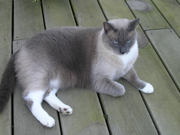 Обои картинки фото животные, коты