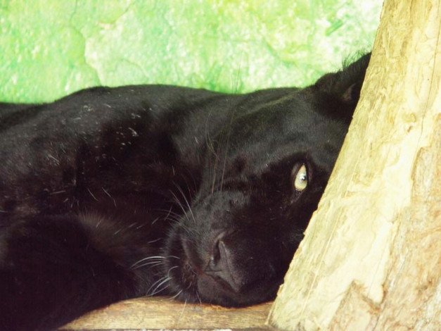 Обои картинки фото животные, пантеры