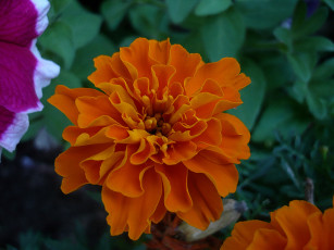 Картинка цветы бархатцы