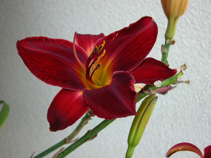 Картинка цветы лилии лилейники