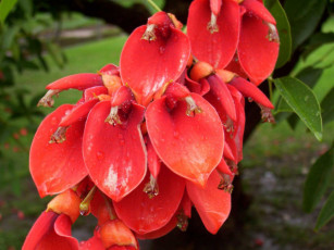 Картинка цветы