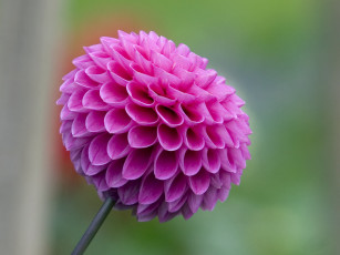 Картинка цветы георгины