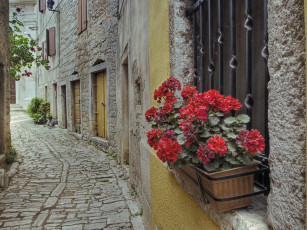 Картинка цветы герань