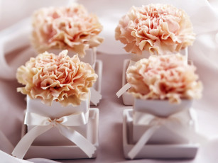 Картинка цветы гвоздики