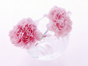 Картинка цветы гвоздики