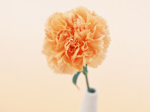 Картинка цветы гвоздики