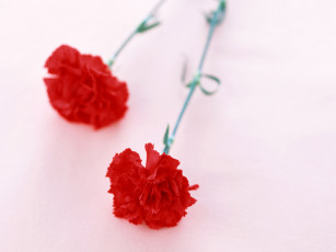 Картинка цветы гвоздики