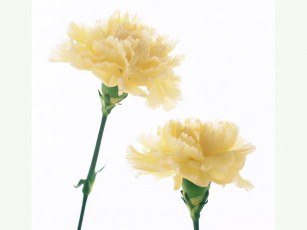 Картинка цветы гвоздики