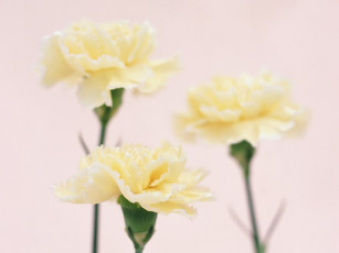 Картинка цветы гвоздики