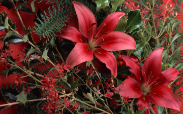 Картинка цветы разные вместе