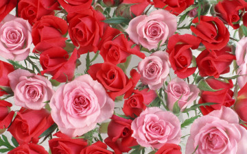 Картинка цветы розы