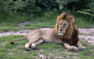 Картинка животные львы