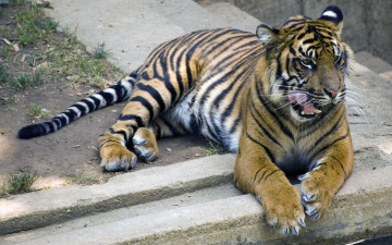 Картинка животные тигры