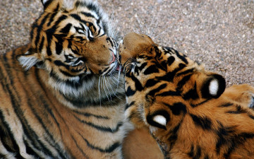 Картинка животные тигры