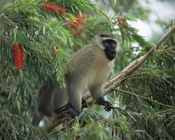 Обои картинки фото животные, обезьяны