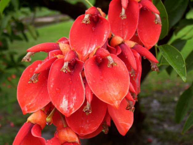 Обои картинки фото цветы