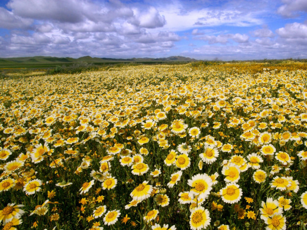 Обои картинки фото цветы, гайлардии, гелениумы