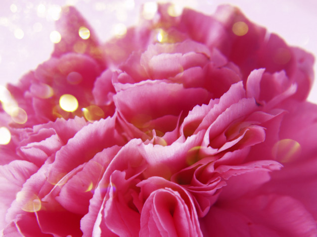 Обои картинки фото цветы, гвоздики