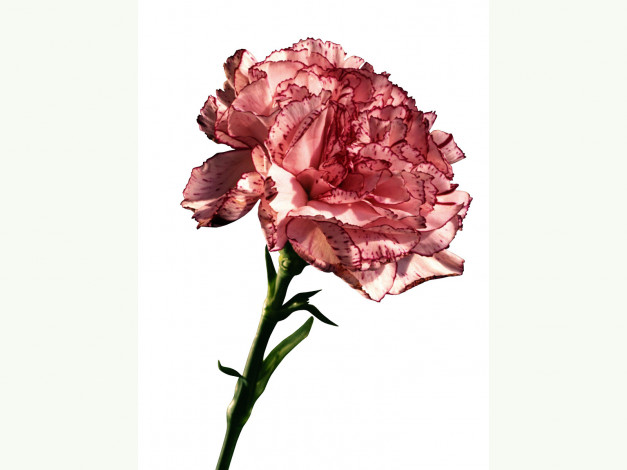 Обои картинки фото цветы, гвоздики